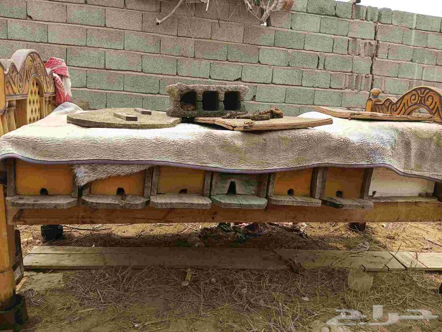 نحل بلدي للبيع مستعجل 6 عيدان64265318026371110