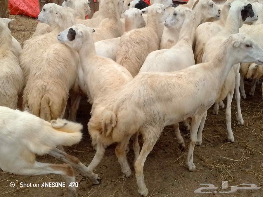 رخال بلدي جاهز ه للفحل64263719663235110