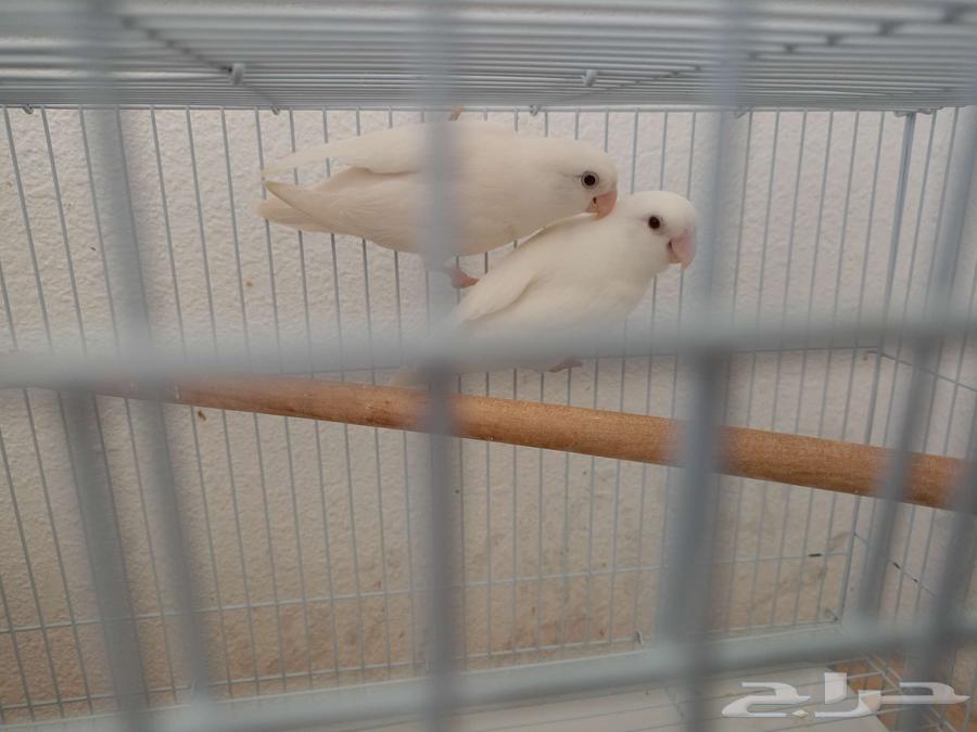 زوج البينو روز 30064262207573121112