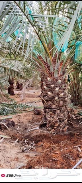 نخل مثمر للبيع من له شف لا نظر يتواصل معي على جوال 05578384164262349845249110