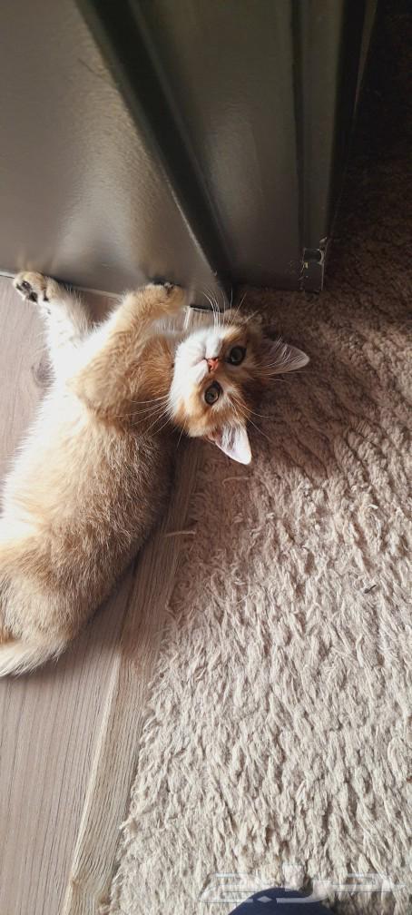 قط ذكر سكوتش بيور64257562525186113