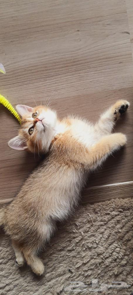 قط ذكر سكوتش بيور64257562525186112