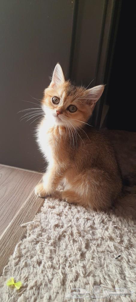 قط ذكر سكوتش بيور64257562525186110