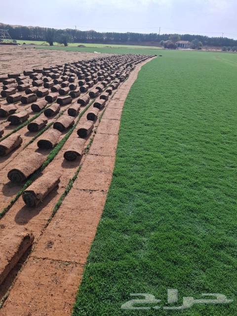 ثيل طبيعي وسي 2000 درج أول64263923123203112