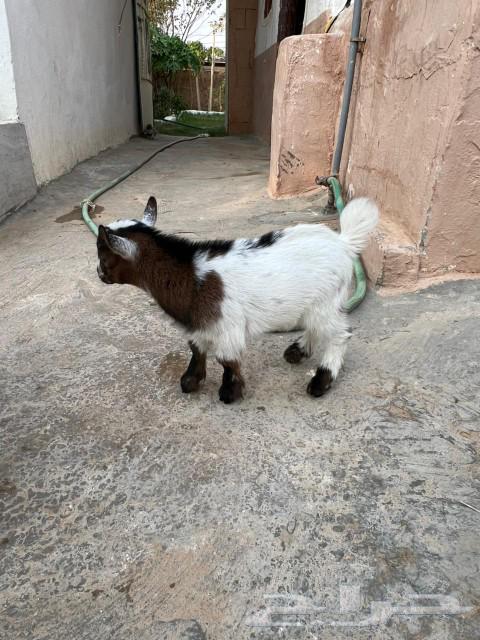 ماعز قزمي للبيع64258721250433111