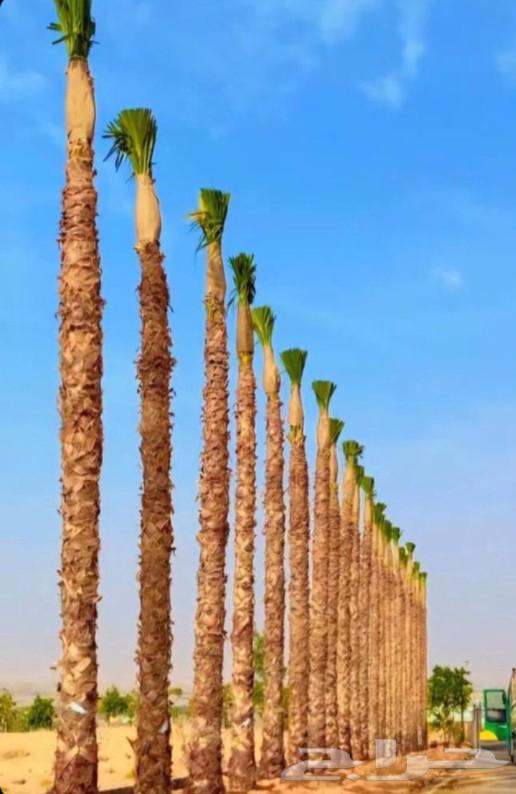 We have American Washingtonia palm trees in all sizes at reasonable prices64268065480193111