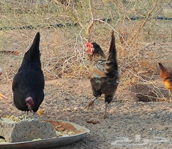 دجاج مزرعه للبيع64263719594883112