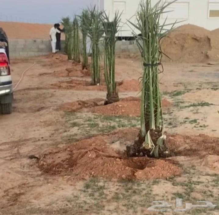 نخل للبيع طيب مثمر وزينه درجه اولى64261176087682114