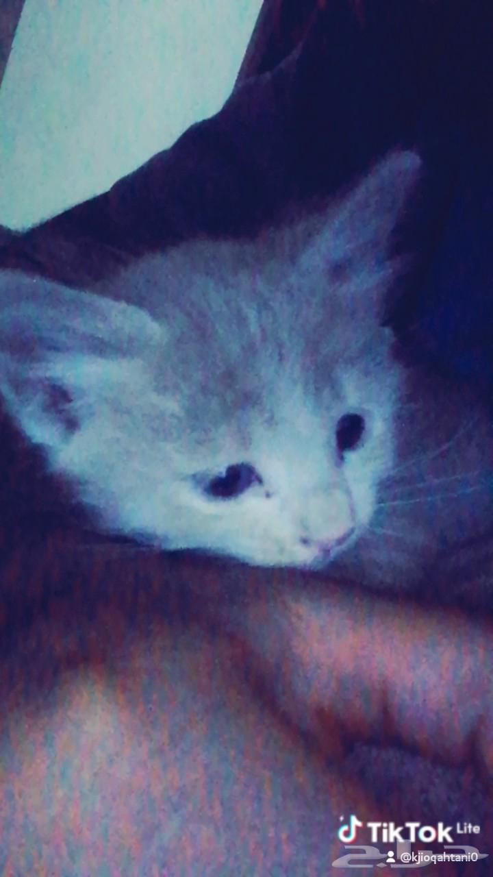 قطه للبيع ب300 ريال   للتواصل واتساب64258390886786110