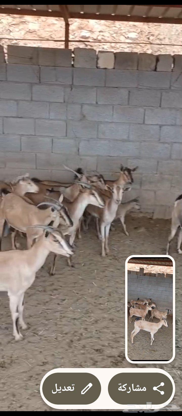 11 راس معزا للبيع جميعها اناثي   التواصل واتس64257562580866111