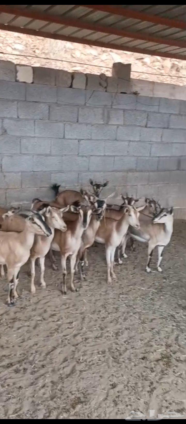 11 راس معزا للبيع جميعها اناثي   التواصل واتس64257562580866110