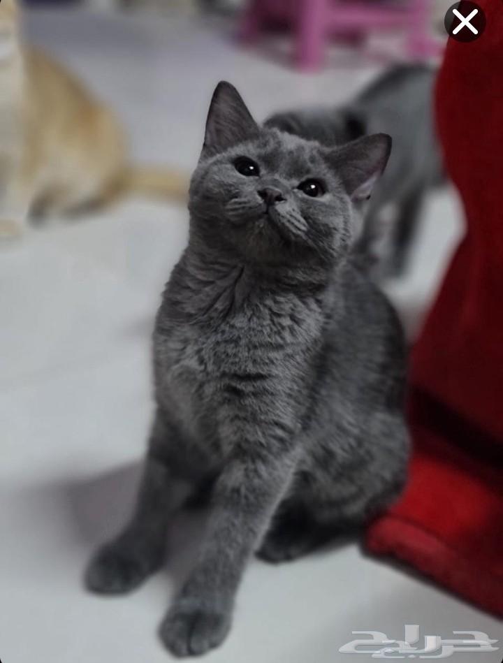 انثى كتن سكوتش ستريت بلو للتبني64261855276545110