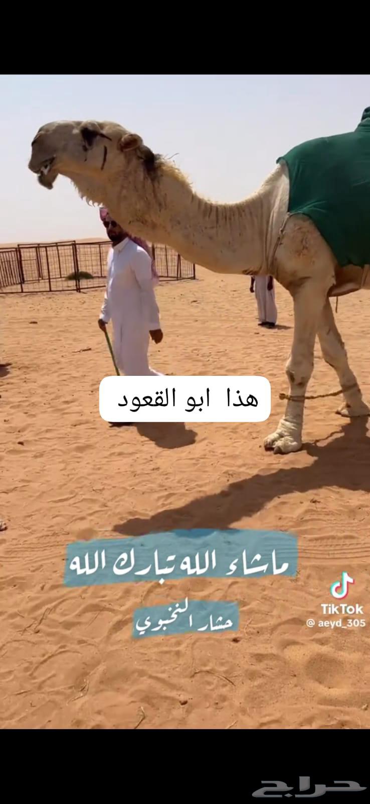 للبيع القعود الحيسوني64265605104642112