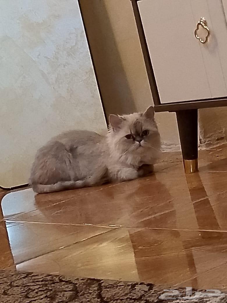 قطه للبيع64263352012163110