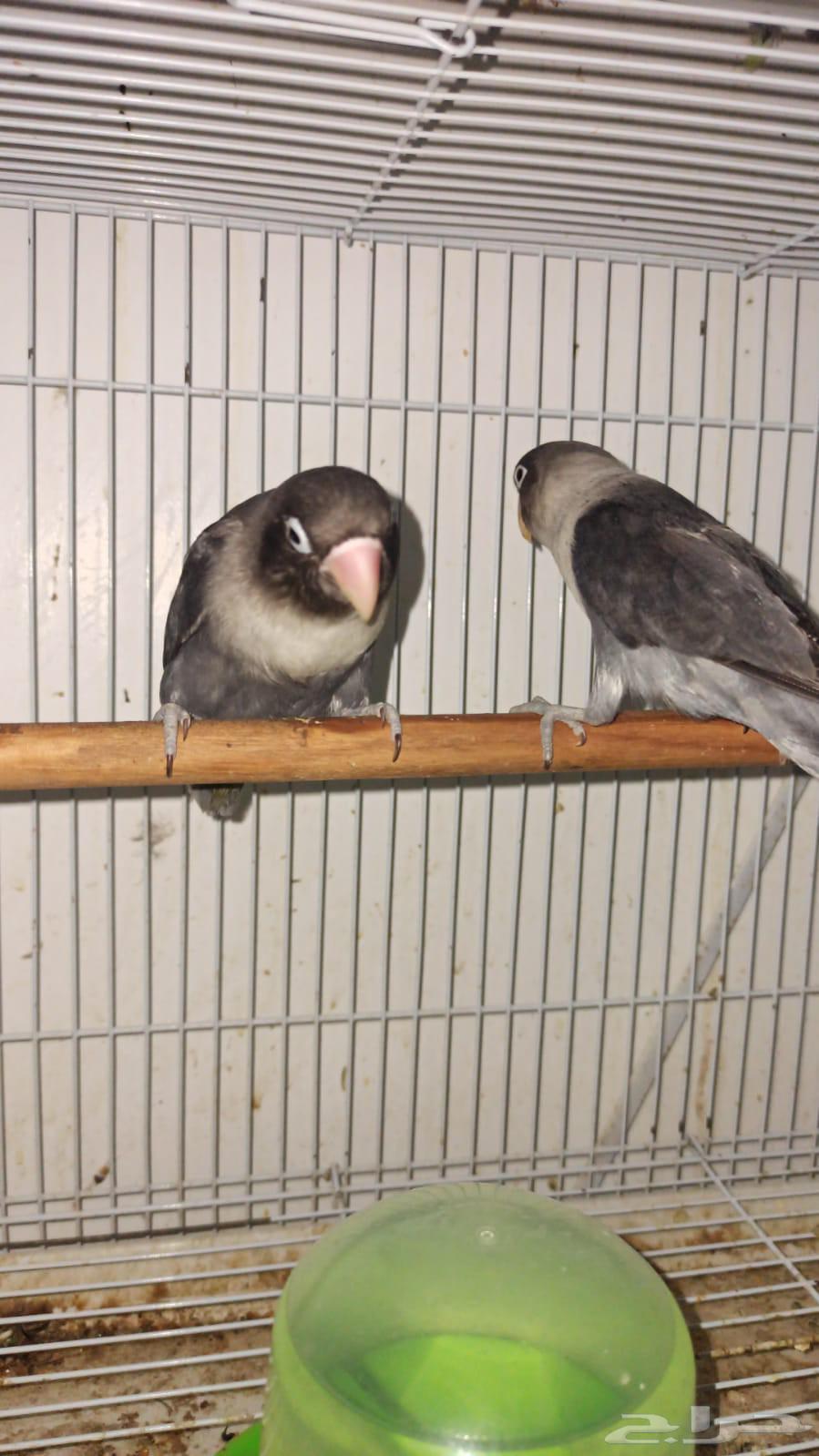 زوج فيشر بلاك ماسك دبل دارك منتج64261855153410112