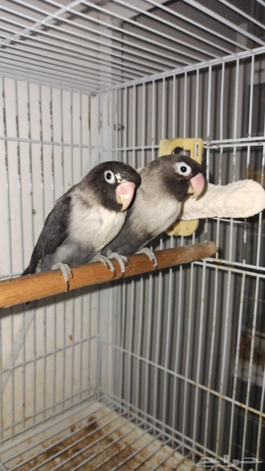 زوج فيشر بلاك ماسك دبل دارك منتج64261855153410111