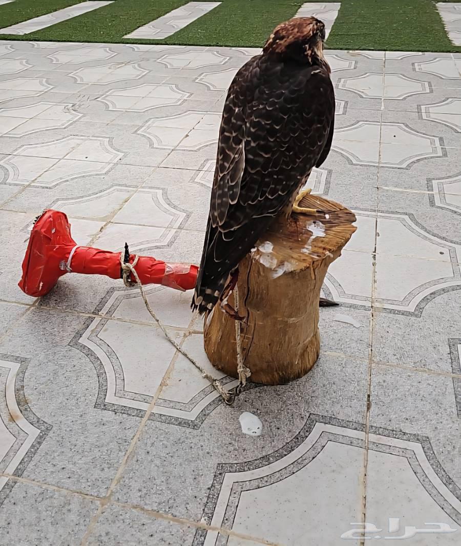 طير وكري للبيع ب 250064270186232067111