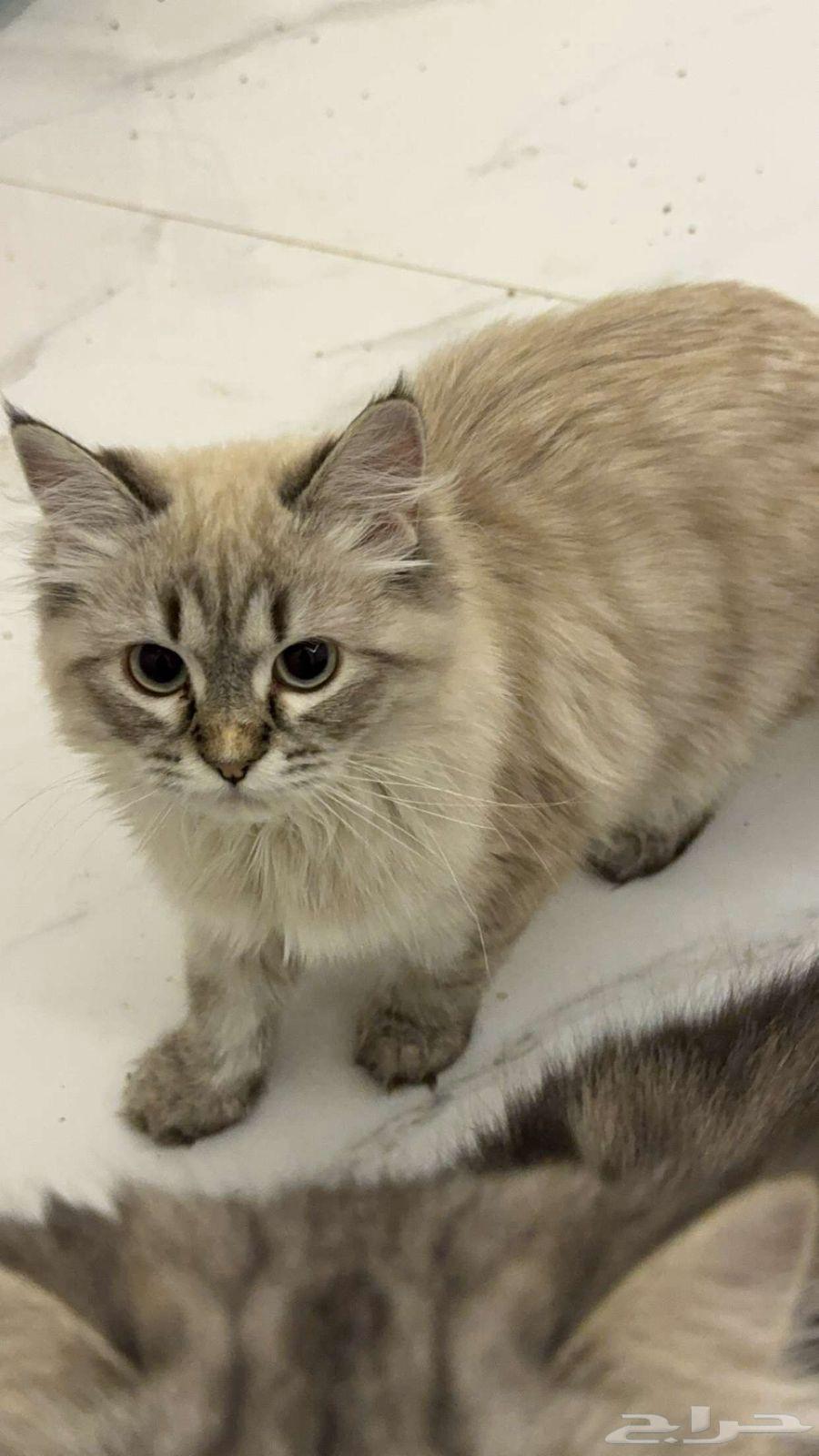 قطة انثى هيمالايا شيرازي للبيع64272353988865111