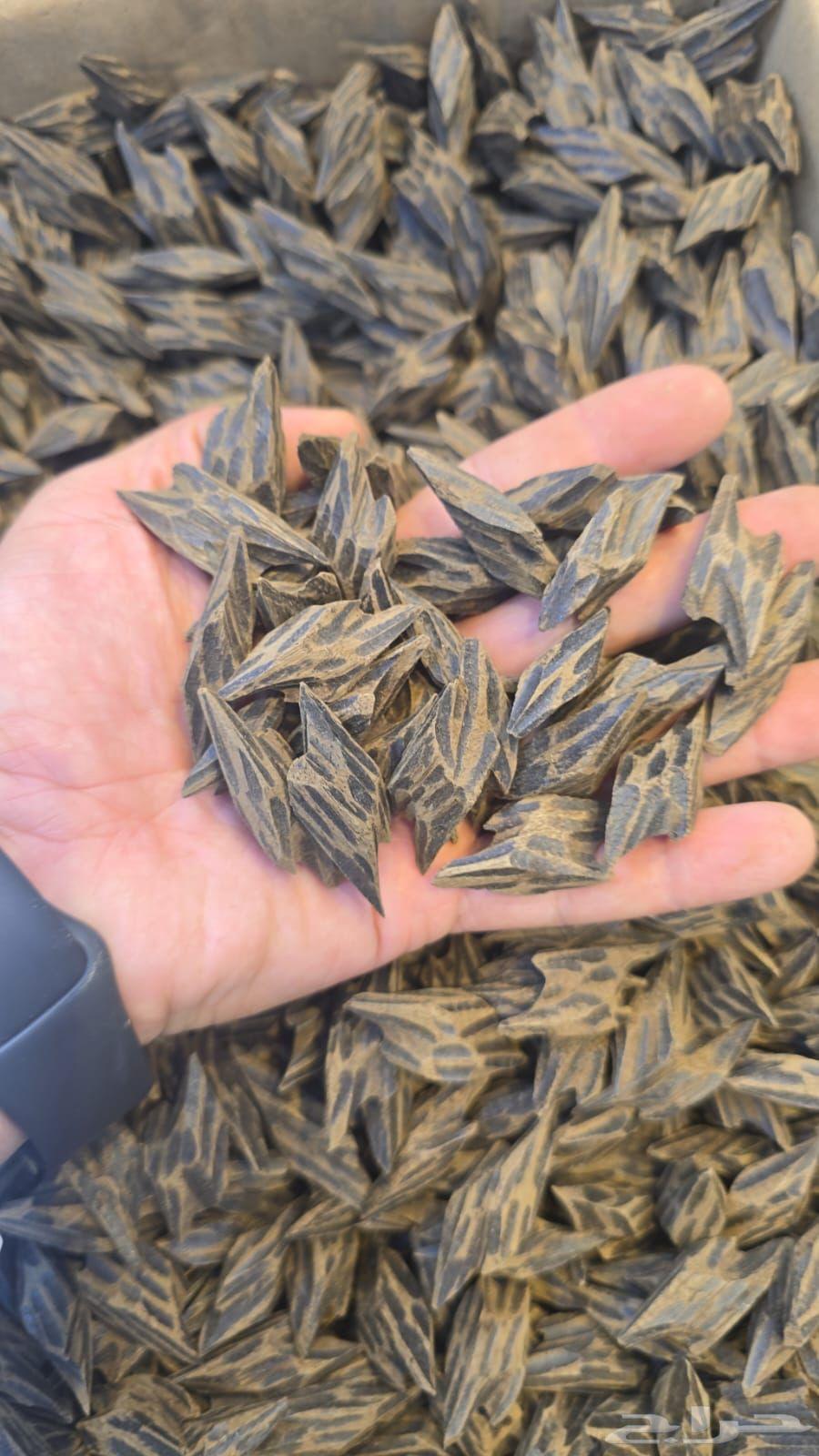 عود تايقر64259252905345110