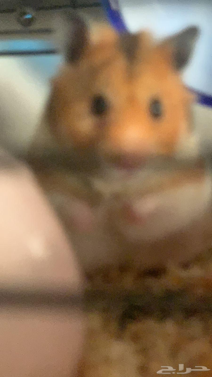 هامسترين سوريين للبيع64263378627329112