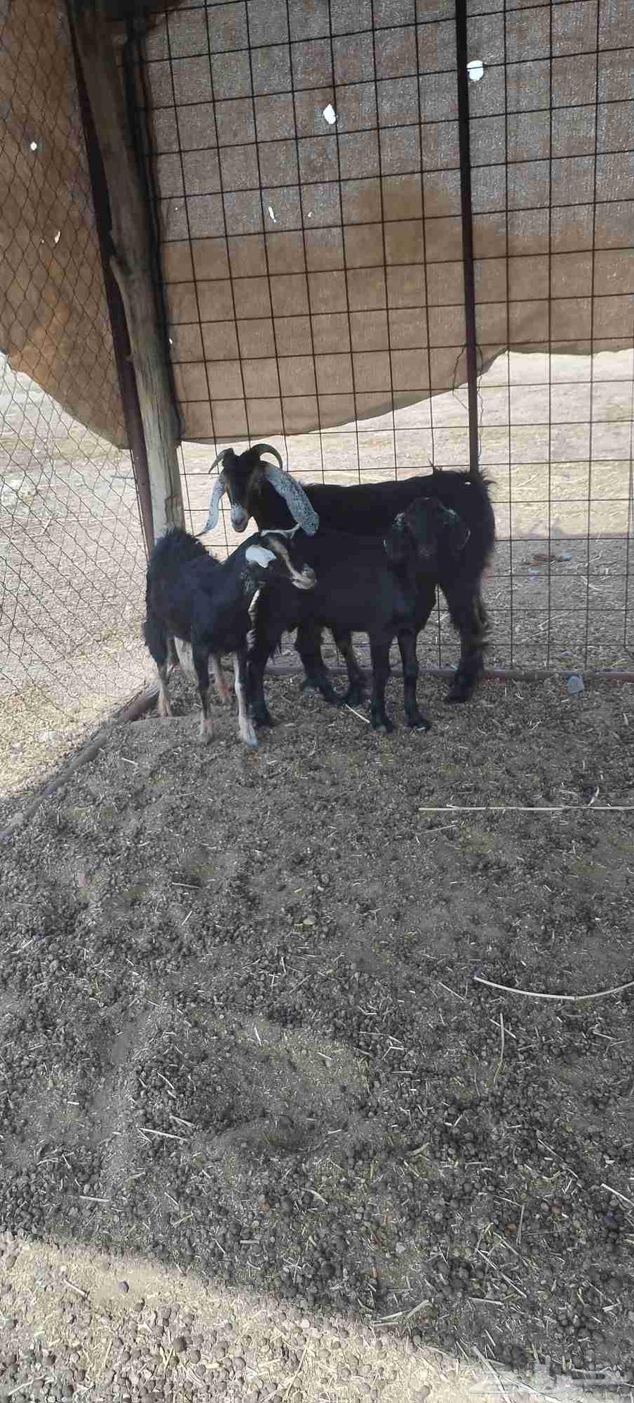 3 تيوس64263022427651112