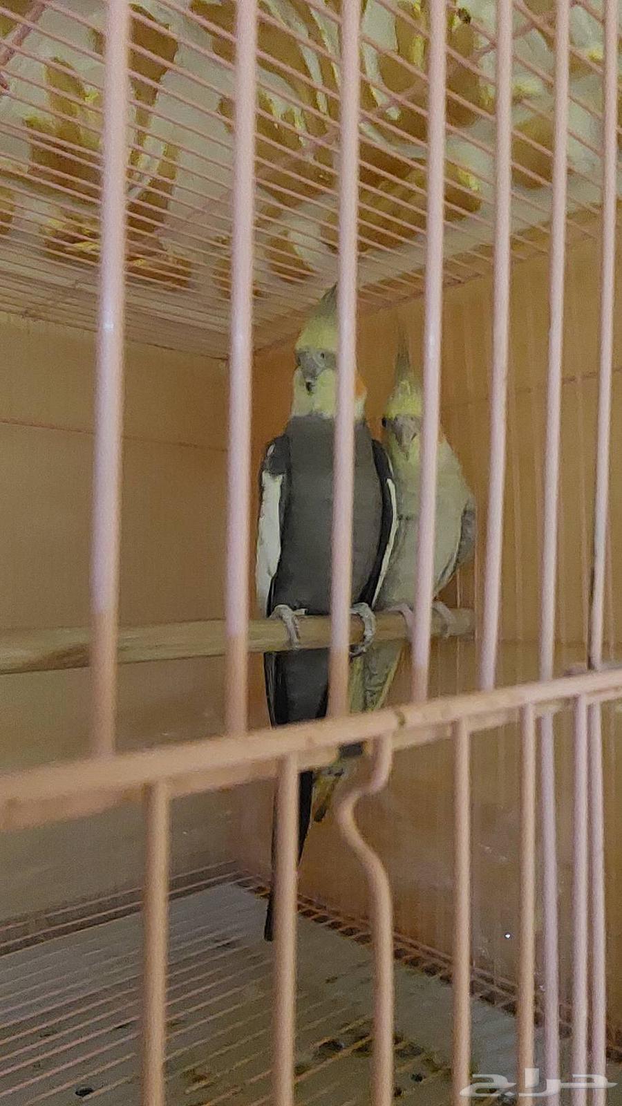 جوز كروان64260600895746110