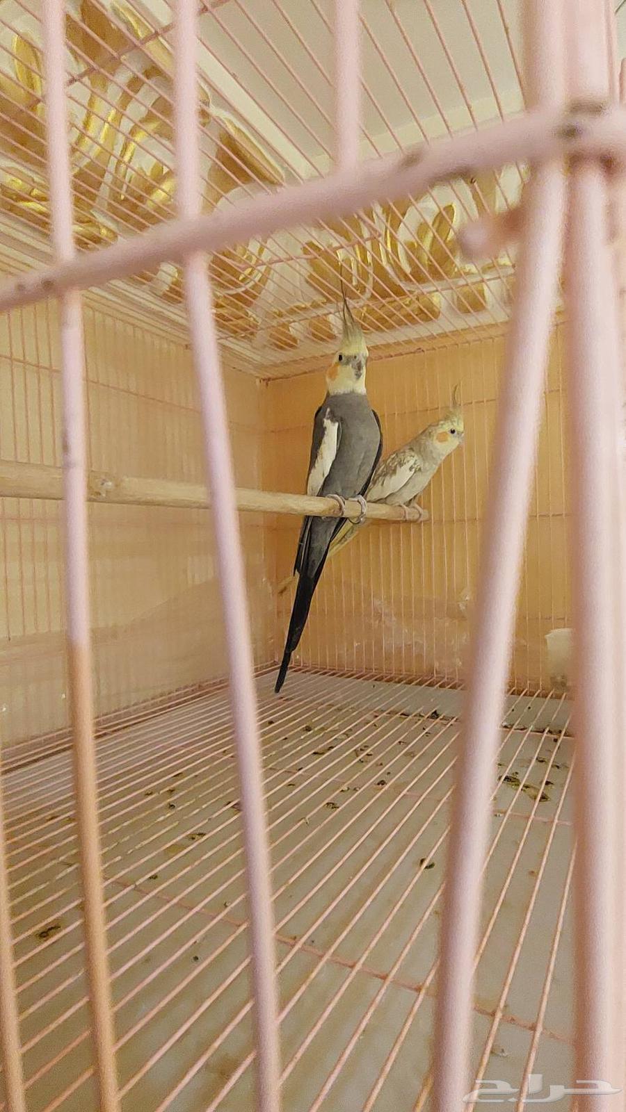 جوز كروان64260600895746111