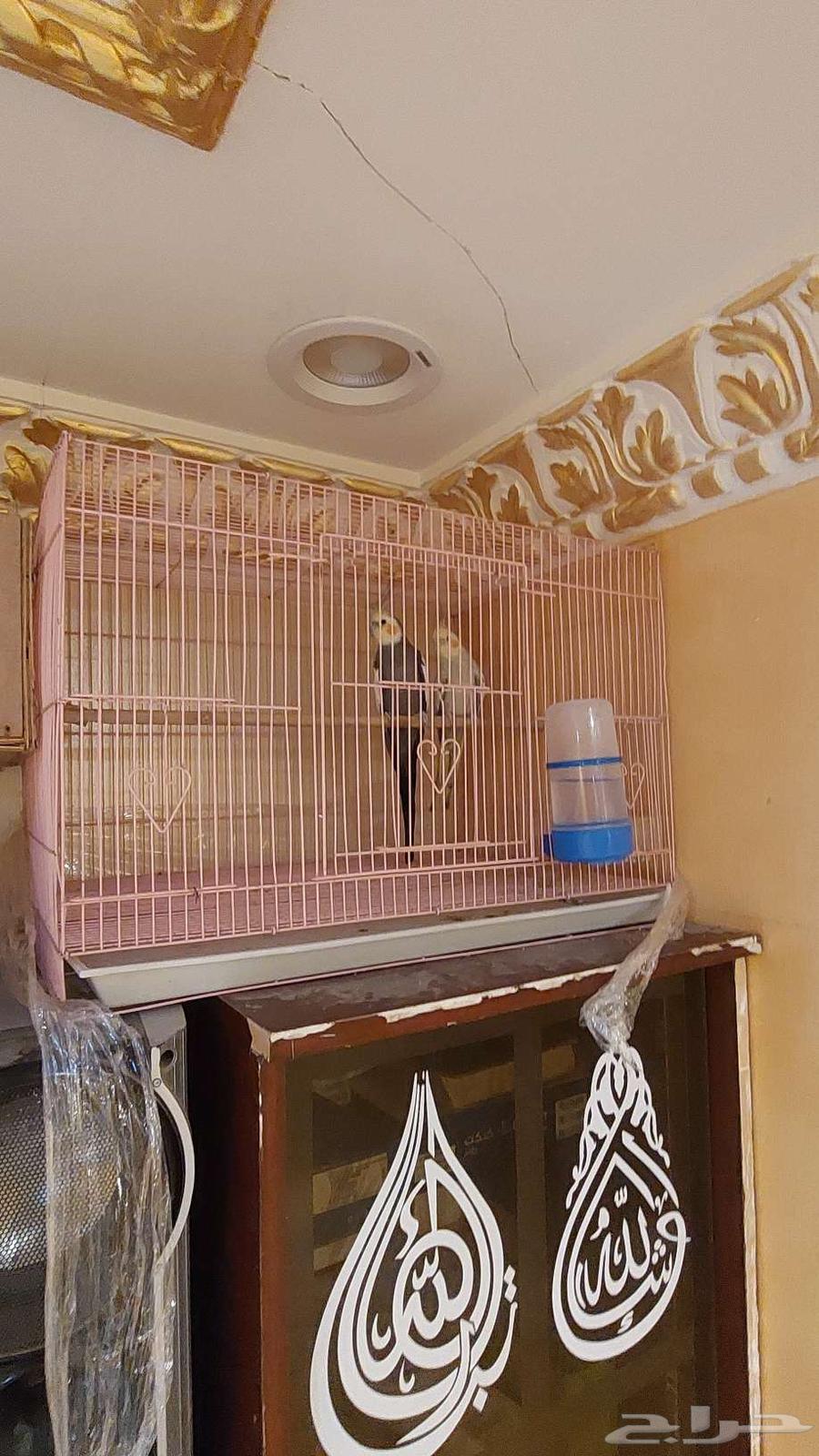 جوز كروان64260600895746112