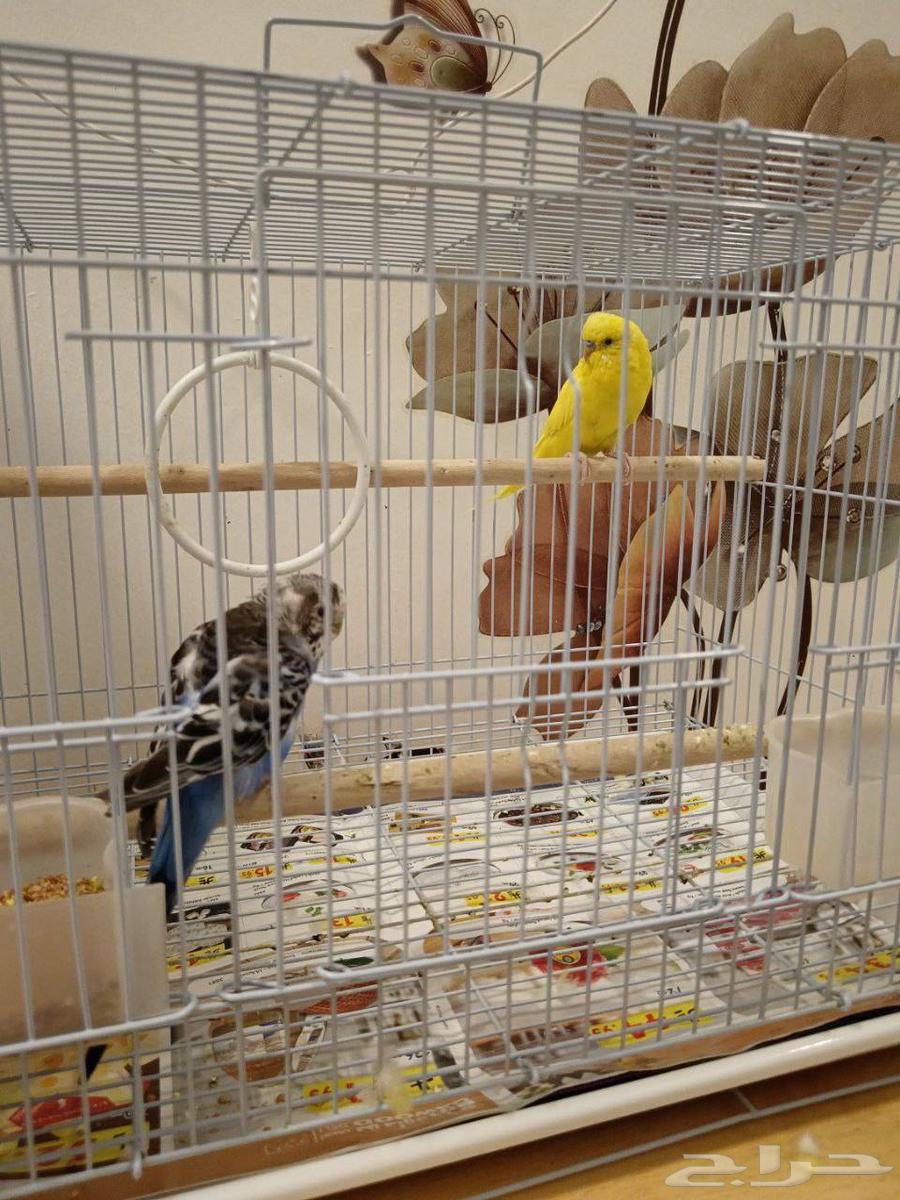 طيور الحب64270202622594111