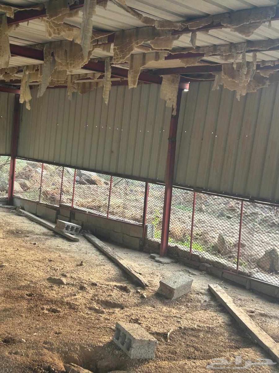 هنقر للبيع64261854943105113