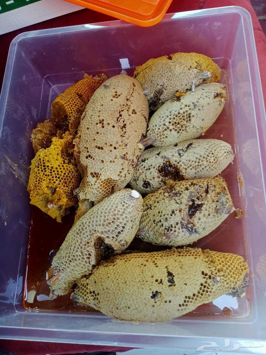 Excellent First-Class Mountain Wild Honey, Talh Type64270637434498110