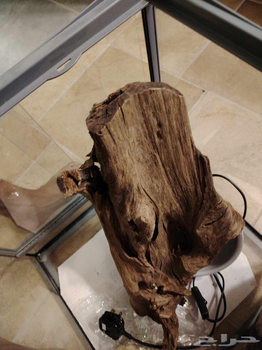 جده حي النعيم64431318581762112