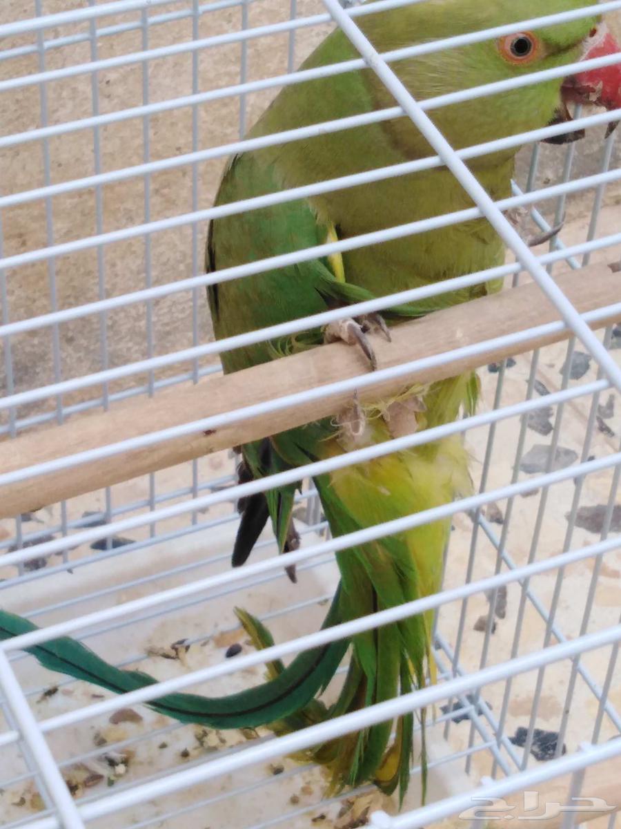 ذكرين دره هندي64213817172354114