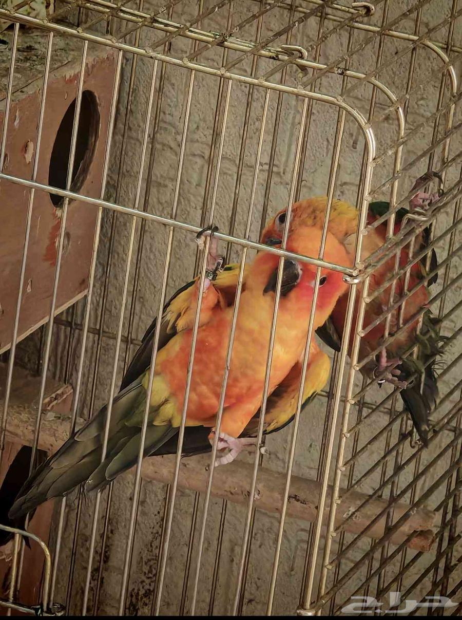 Sun Conure and Jenday Pair64310704928130113