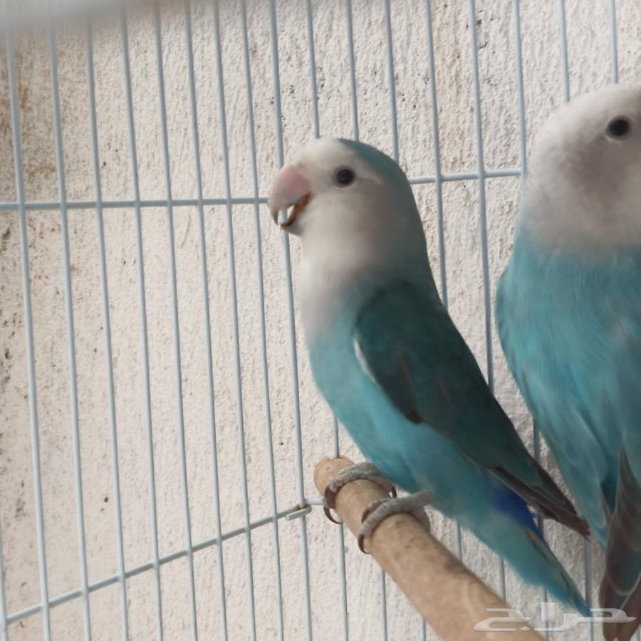 Daily Remembrance64307149194115111