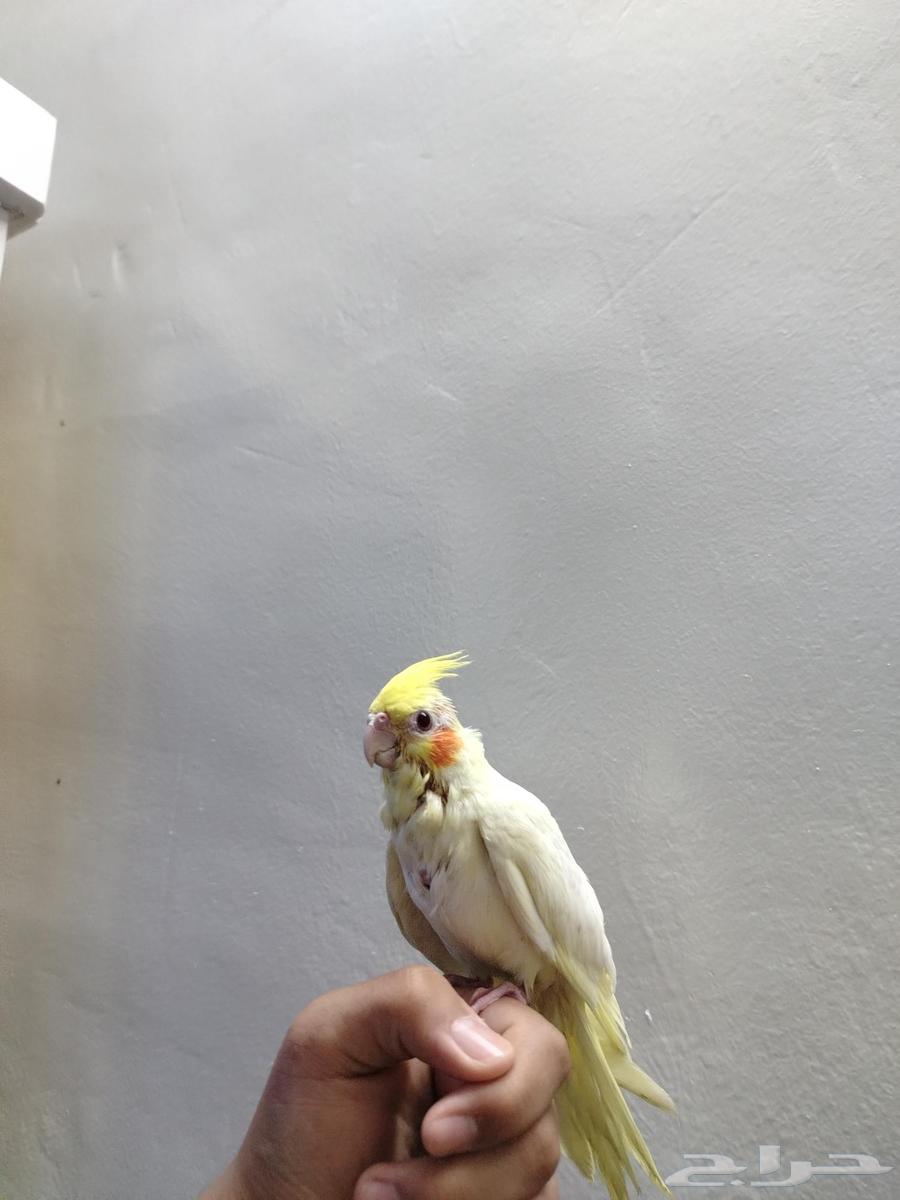 للبيع كروان أليف64311158845186110