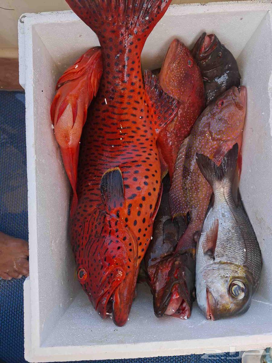 كبتن محمد للرحلات البحريه64236271528961112