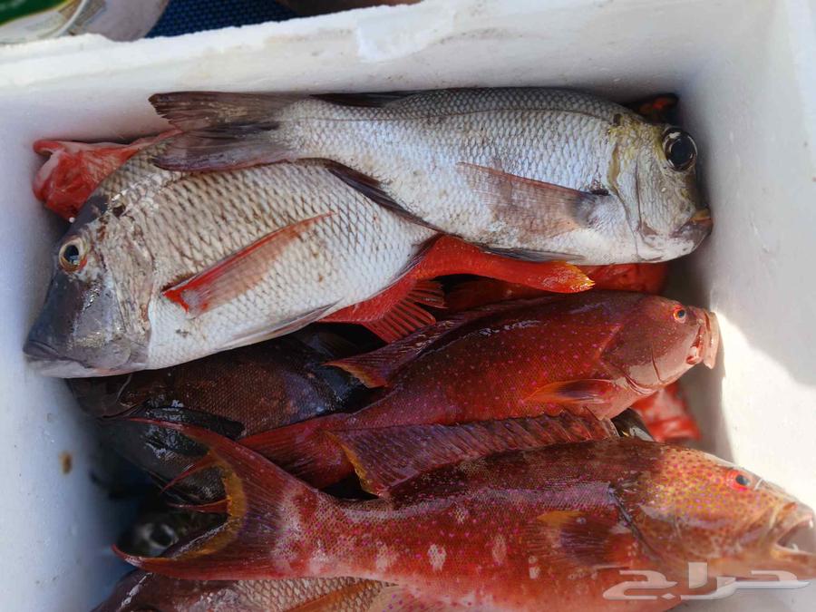 كبتن محمد للرحلات البحريه64236271528961114