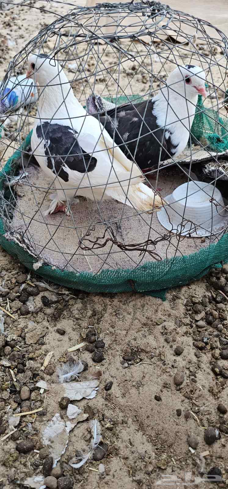 حمام للبيع64225005023489114