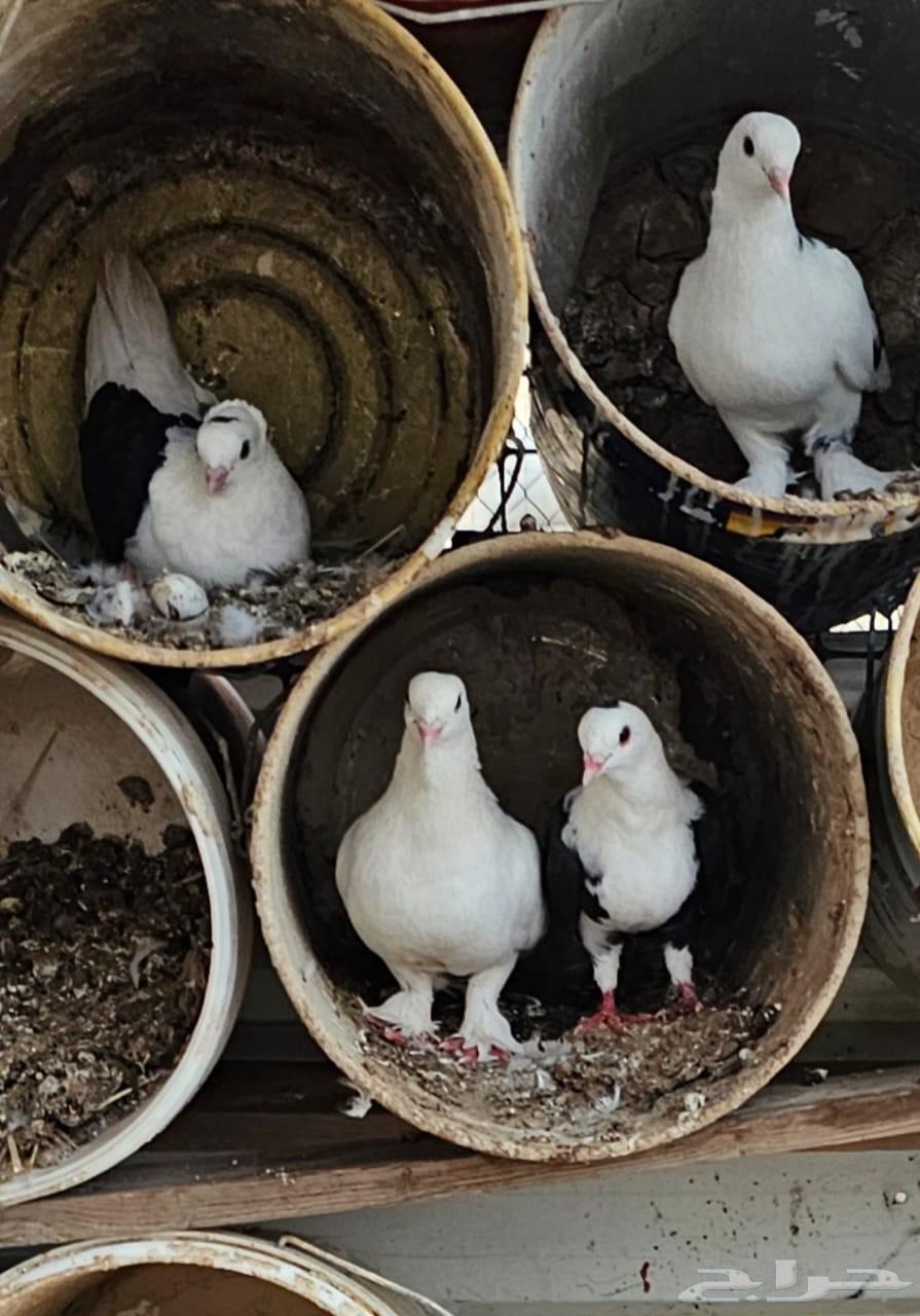 حمام للبيع64225005023489113