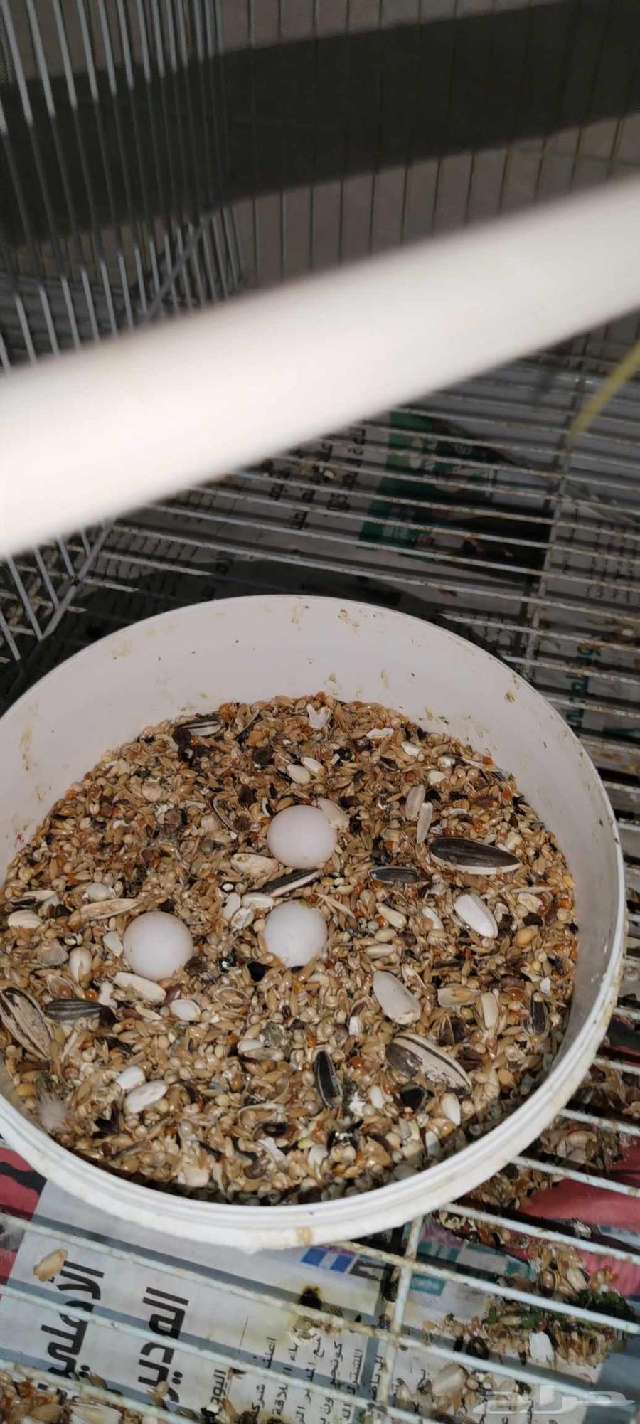 زوج بادجي حب ملقح وصغير64319618208386111