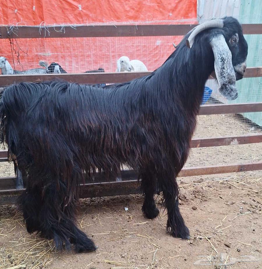 تيس فحل عارضي فاخر سنه ثني شرط الضراب64316767744513112