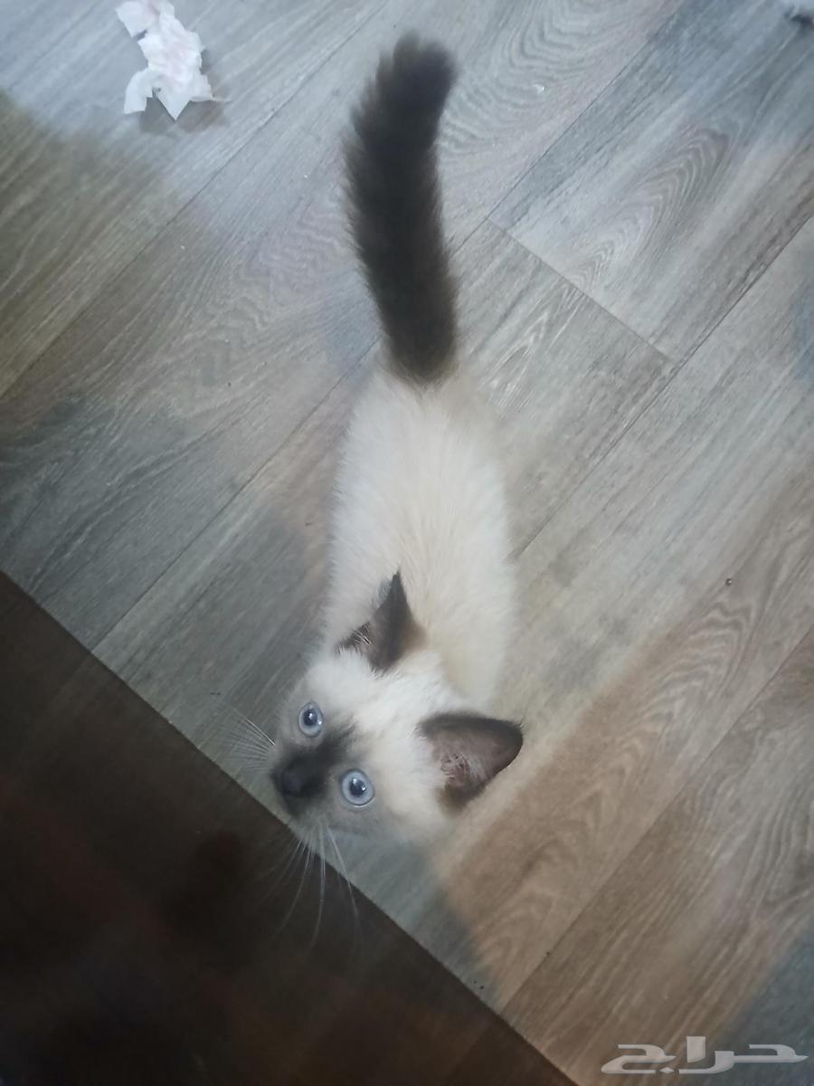 قطط للبيع63655417420417113