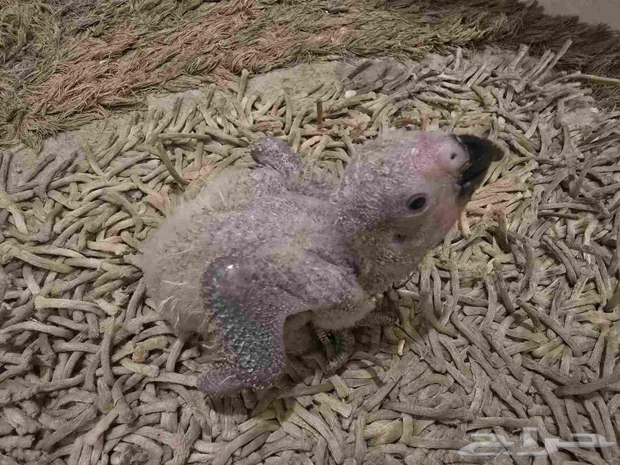 للبيع فرخ كاسكو64243170042882111