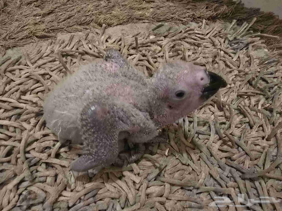 للبيع فرخ كاسكو64243170042882110