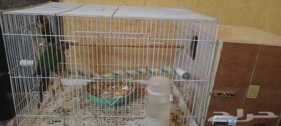 جوز كنيور يلو سايد64315683442050112