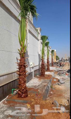نخل للبيع نخيل مثمر فاخر خلاص صقعي سكري شيشي والشنطني هلالي64321136592387112