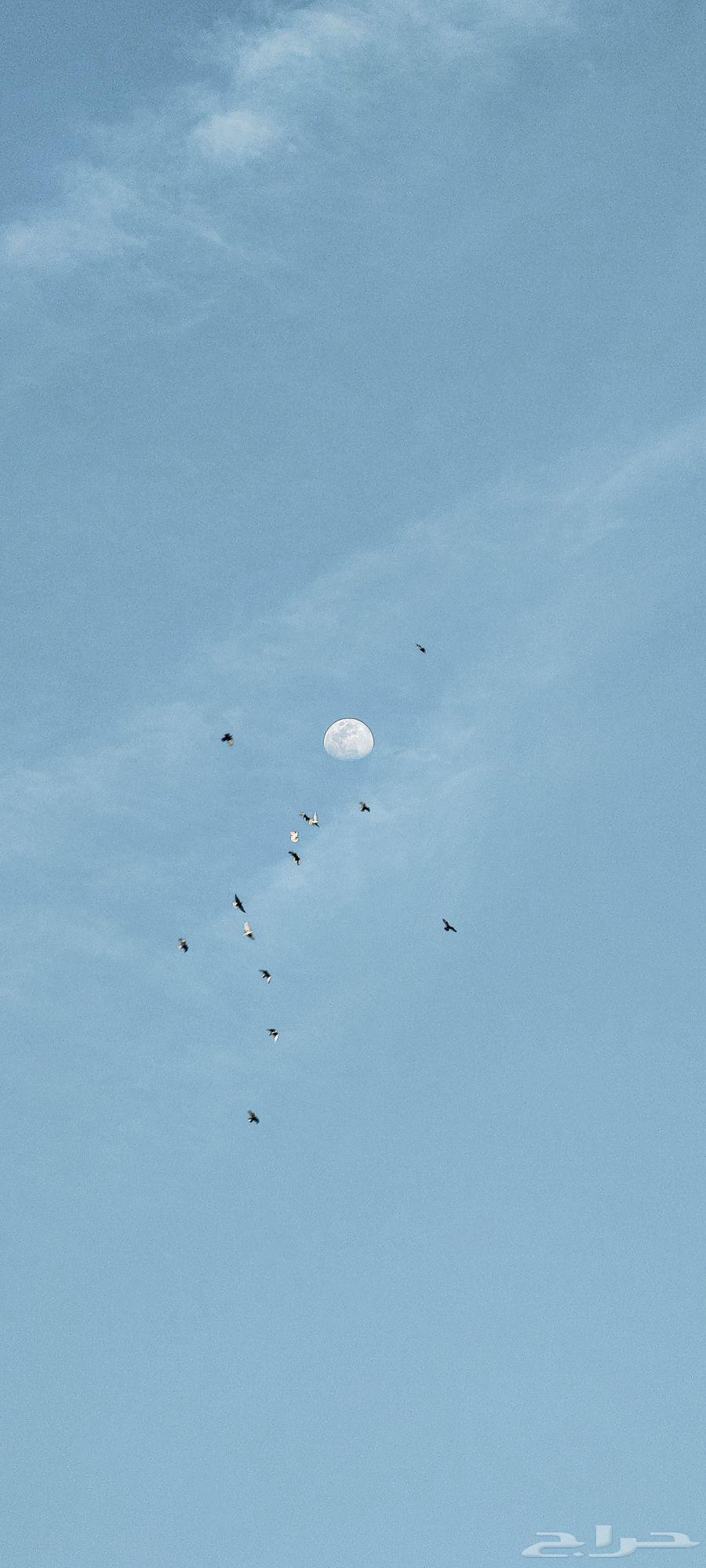 جوال شاومي 12 الترا اخضر زيتي نظيف مره64324198732547112