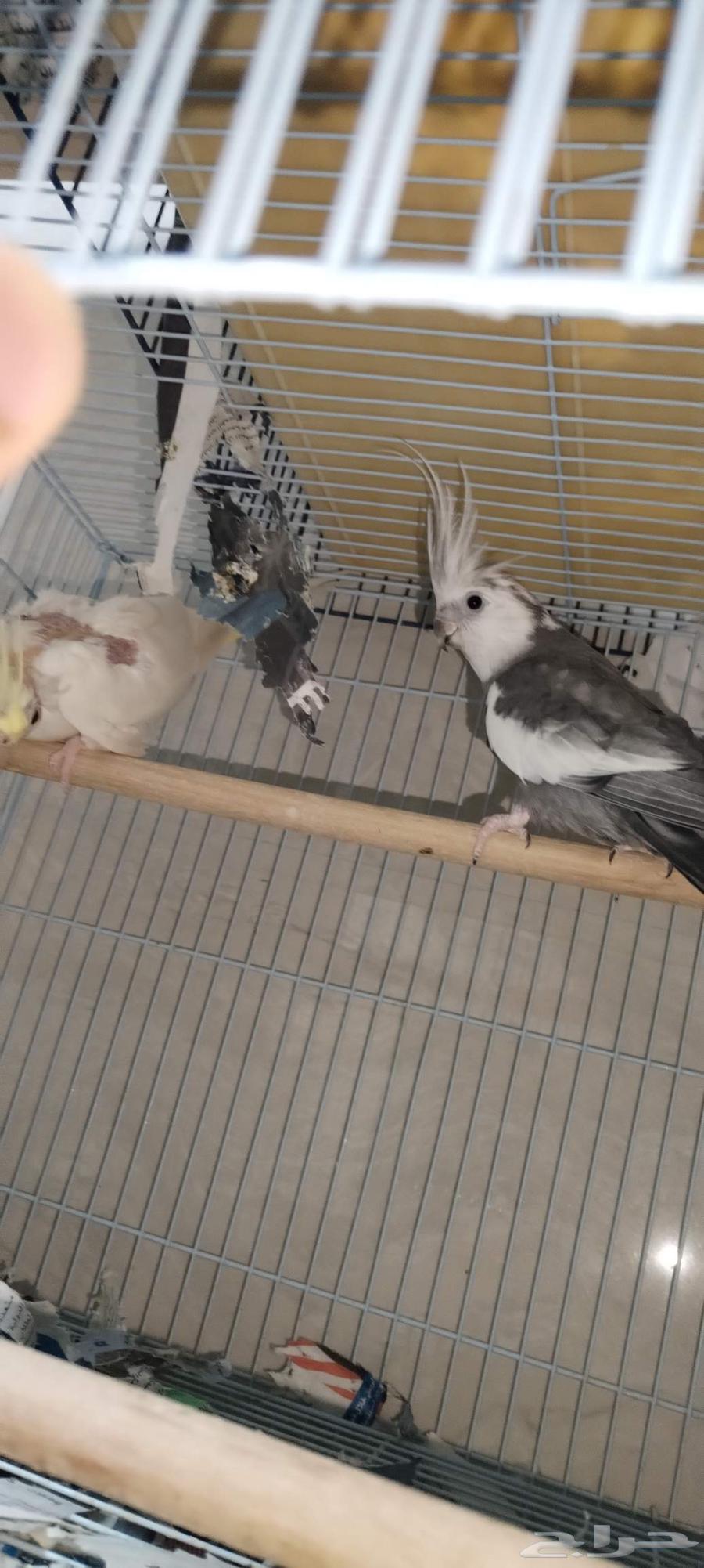 Pair of Crows64329742173313112