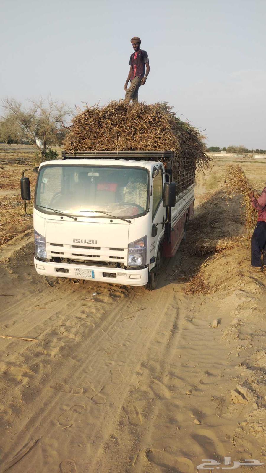 دينه محايل 6متر الحيله النزهه ترقش الضرس الريش ال فاهمه قنا64474596602241112